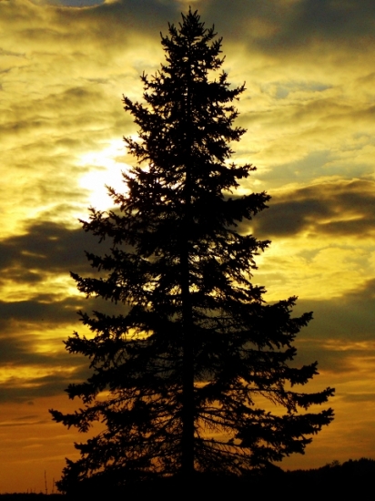 Z večerní čekané.