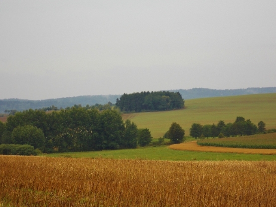 Z čekané.