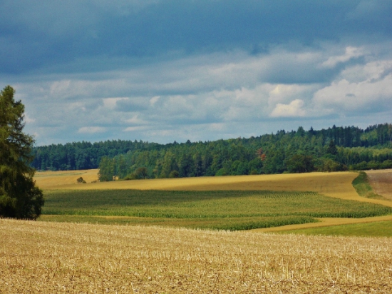 Z čekané.