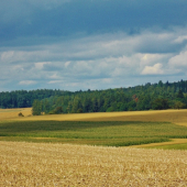 Z čekané.