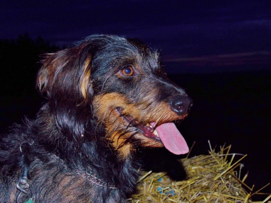 Z večerní čekané.