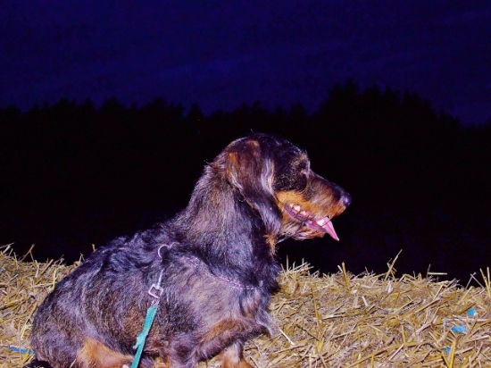 Z večerní čekané.