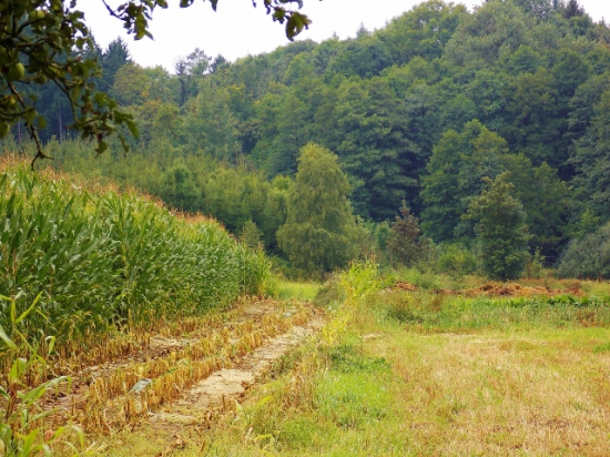 Deštivá čekaná.