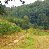 Deštivá čekaná.