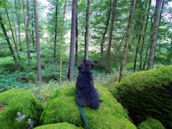 Z večerní čekané.