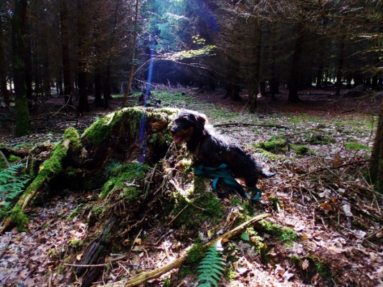 Z večerní čekané.