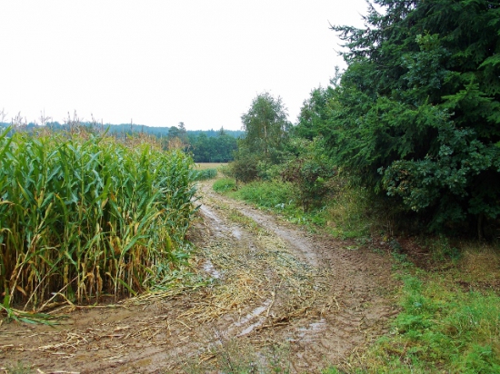 Deštivá čekaná.