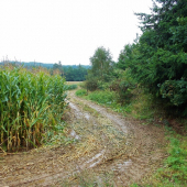 Deštivá čekaná.