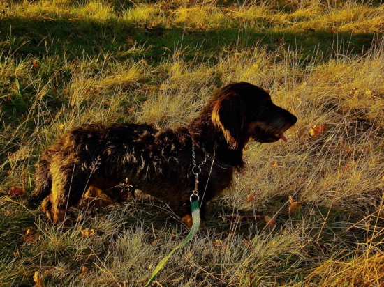 V zapadajícím sluníčku.