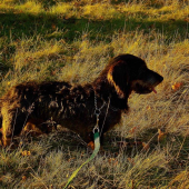 V zapadajícím sluníčku.