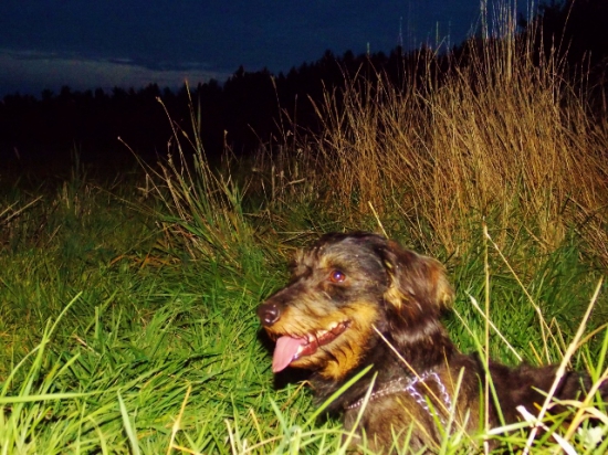 Z večerní čekané.