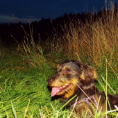 Z večerní čekané.