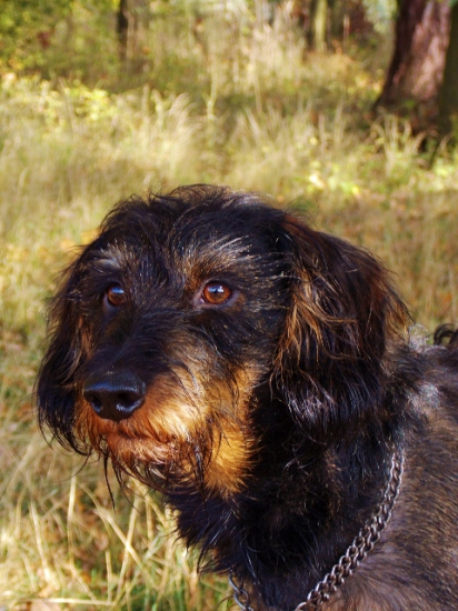 Klid před zvěří.