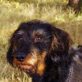 Klid před zvěří.