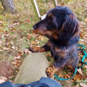 Klid před zvěří.