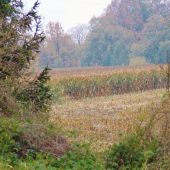 Z večerní čekané.