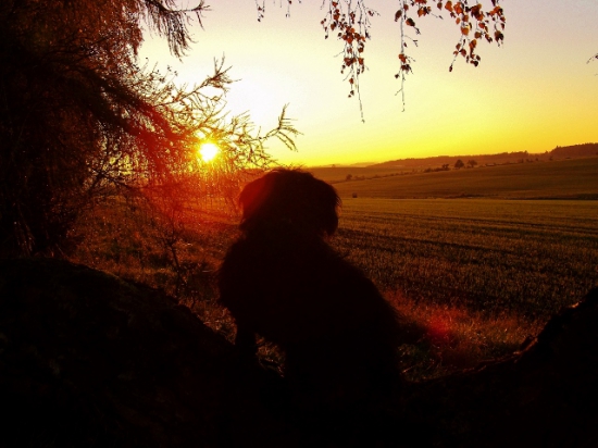 Z večerní čekané.