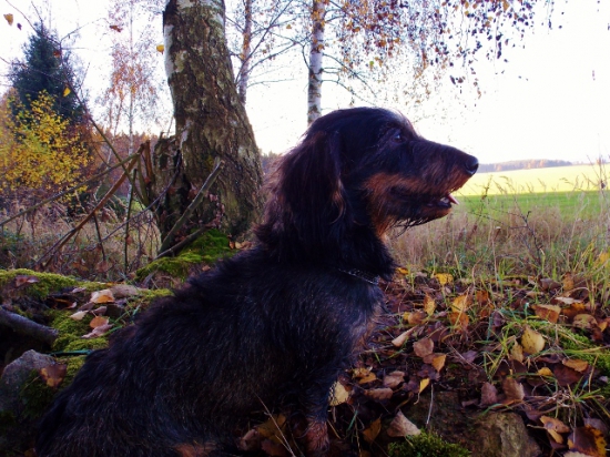 Z večerní čekané.