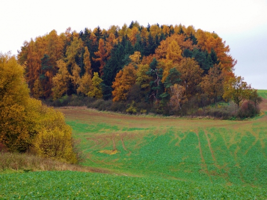 Ze šoulačky.