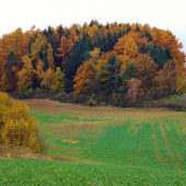 Ze šoulačky.