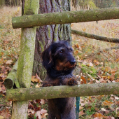 Jdu na posed.