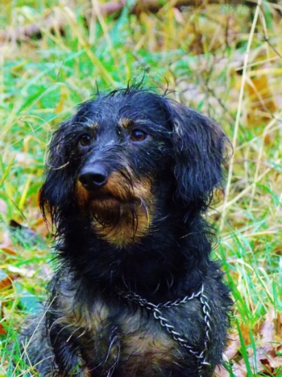 Z deštivé čekané.