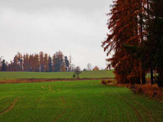 Z čekané.