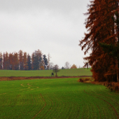 Z čekané.