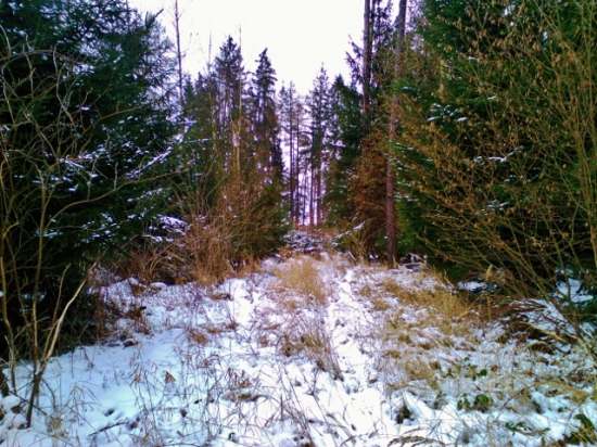 Z čekané.