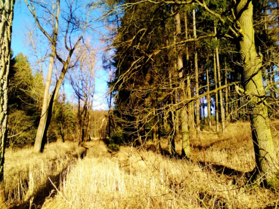 Z čekané.