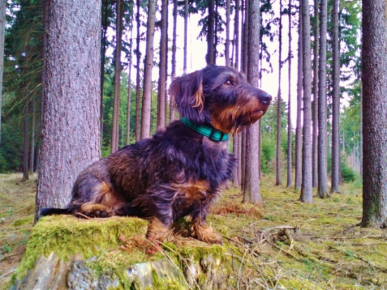 Z čekané na sluky.