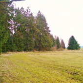 Z čekané.