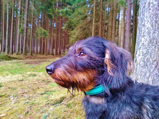 Z čekané na sluky.