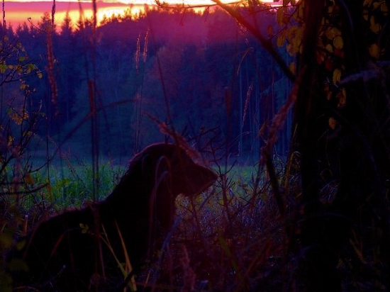 Z čekané na sluky.