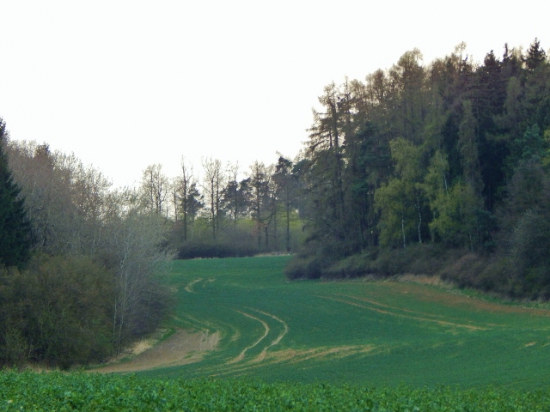 Z čekané.