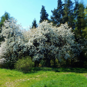 Z čekané.