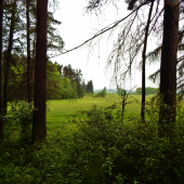Z čekané.