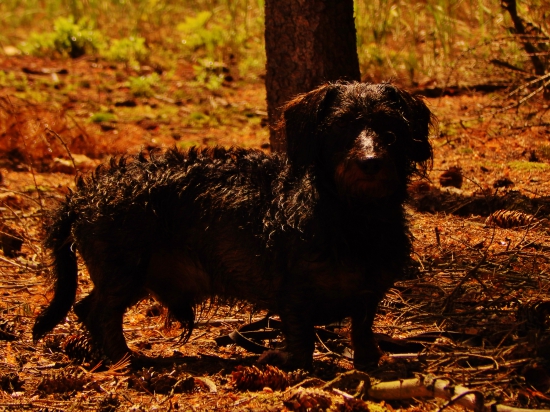Z ranní propršené šoulačky.