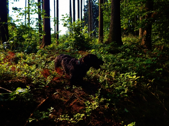 Z ranní šoulačky.