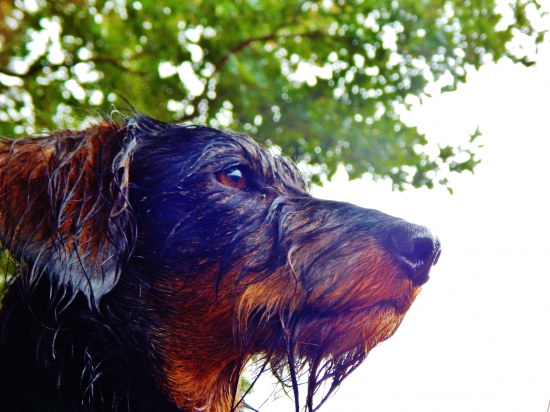 Z ranní propršené šoulačky.