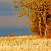 v zapadajícím sluníčku.