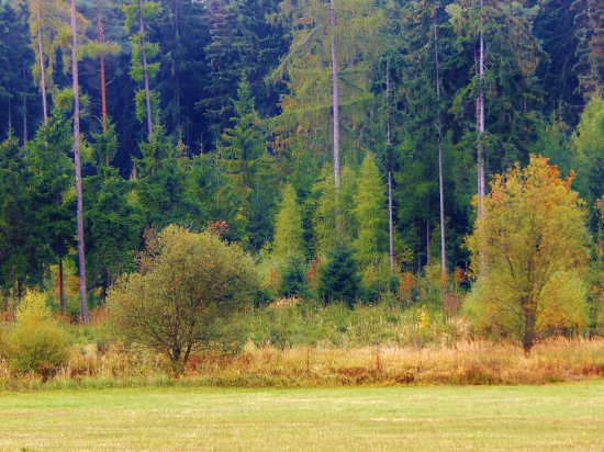 Z čekané.