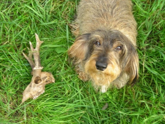 Endyho ranní nález.