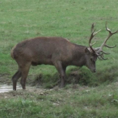 U potoka. Foceno kamerou.