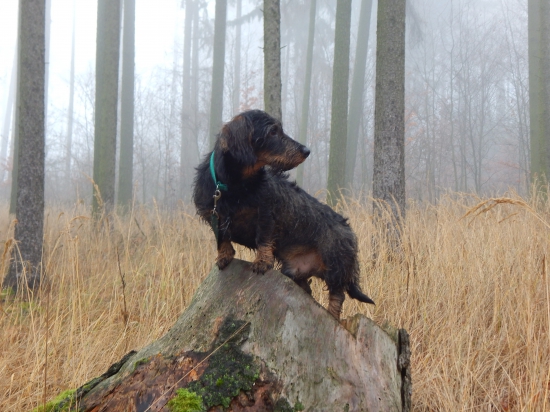 Z ranní šoulačky.