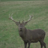 Na louce. Foceno kamerou.