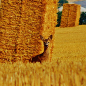 Z ranní šoulačky.