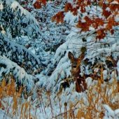 Z ranní šoulačky.