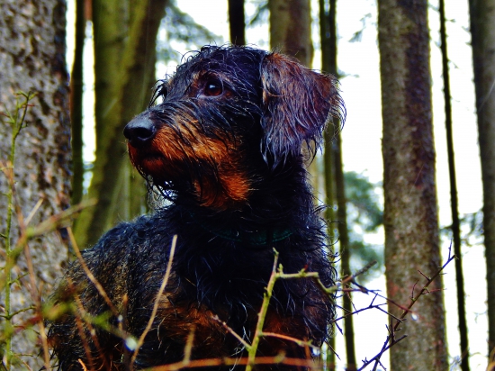 Z ranní propršené šoulačky.