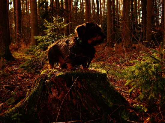 Z ranní šoulačky.